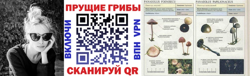 где найти   Дальнегорск  Псилоцибиновые грибы ЛСД 